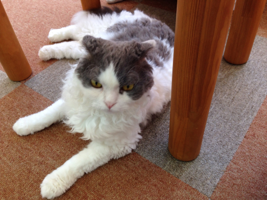 高田馬場の猫カフェ にゃんこと ワーキングマザーのつれづれ読書日記 高田馬場の猫カフェ にゃんこと ワーキングマザーのつれづれ読書日記