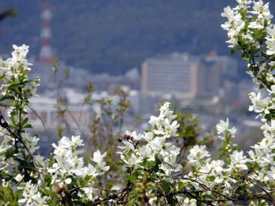 春の福島_c0050264_145539.jpg