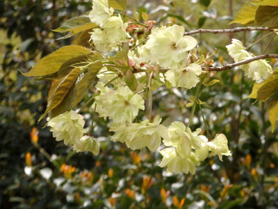 c0050264_147017.jpg
