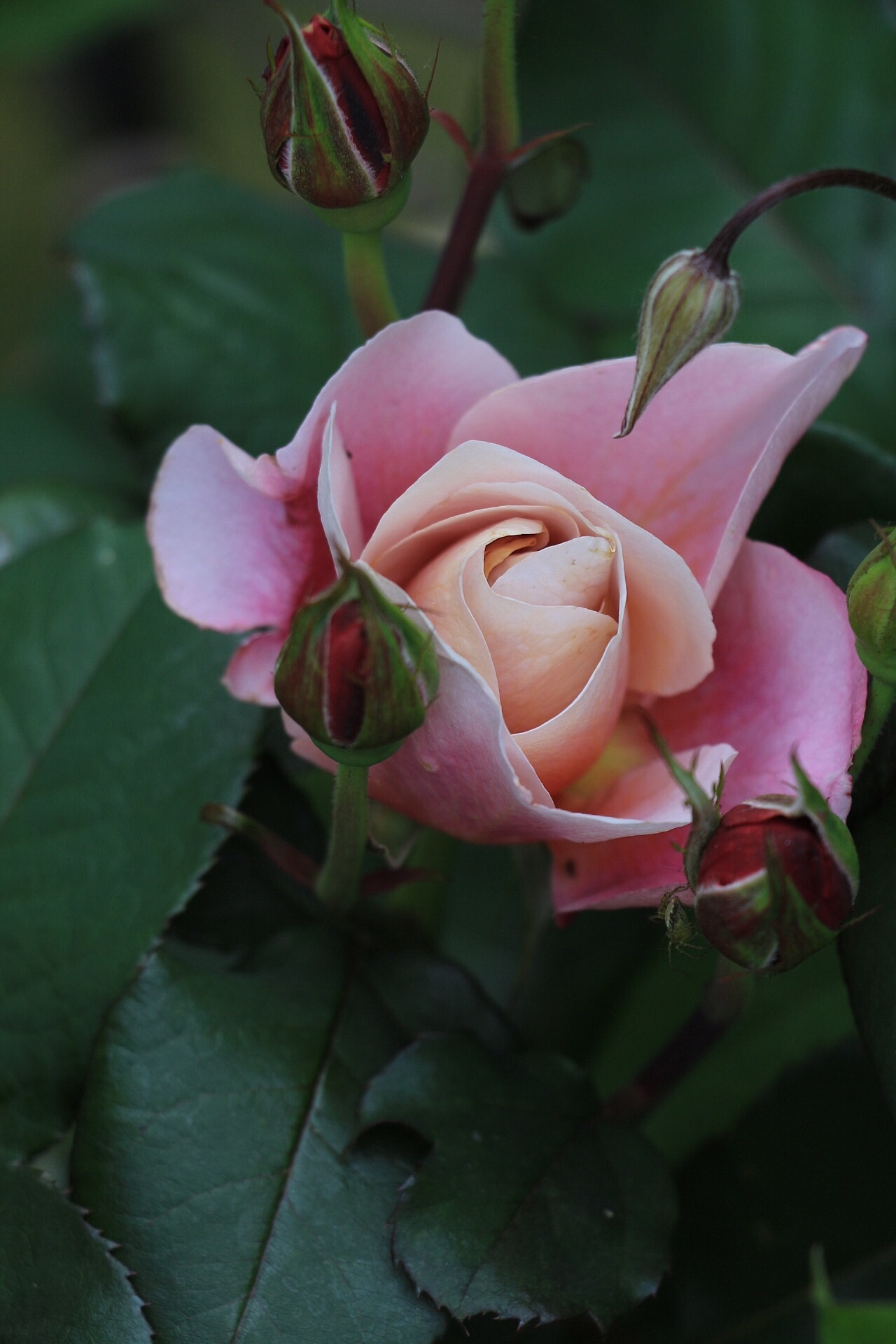 咲いたバラ&スモークツリーの花♪_f0272164_19530594.jpeg