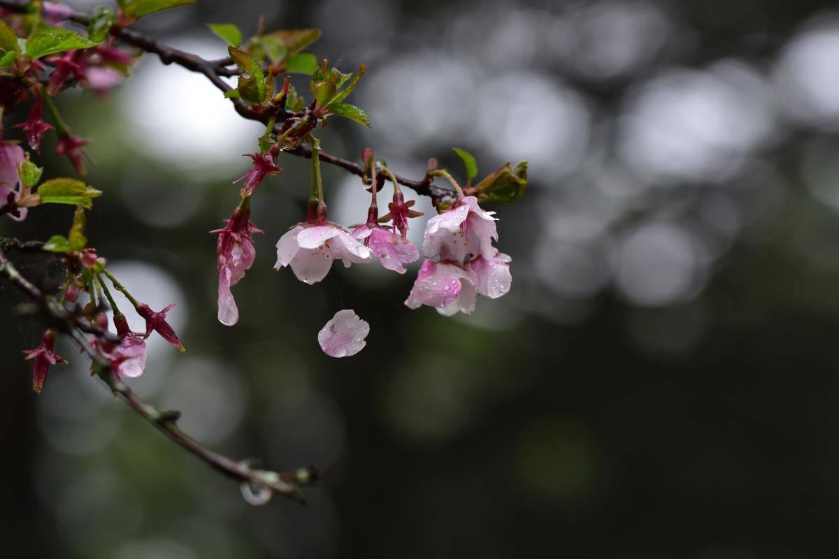 雨の中の散策_b0346568_23362152.jpg