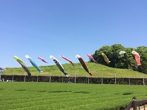 こいのぼり_b0334271_21101287.jpg