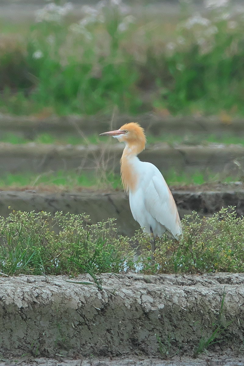 湖畔風のアマサギ_d0125872_23185720.jpg