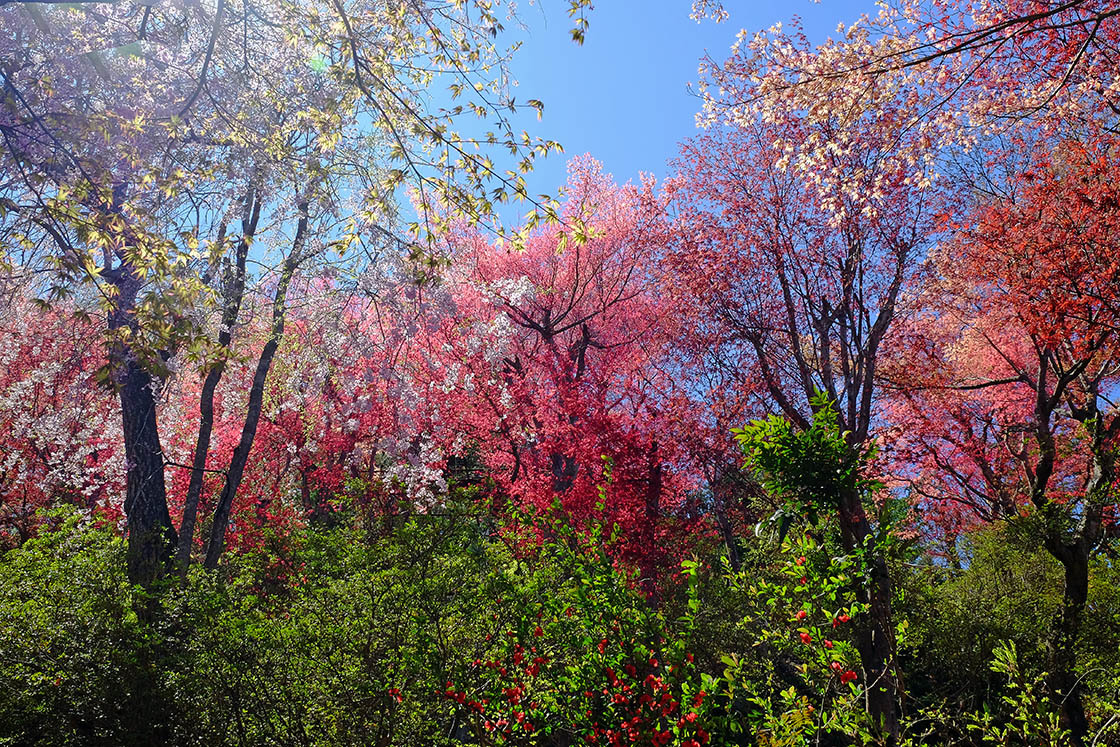 花見山公園_e0096372_05531090.jpg