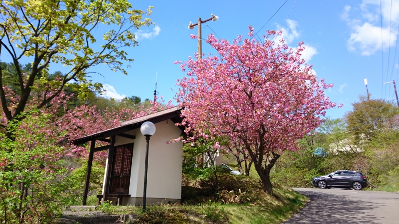 今日はこどもの日！玉子湯の桜は八分咲き！_a0197095_215545.jpg