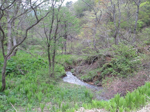 白川ダム湖畔の山道を散歩する　５月５日　（立夏　初候）　蛙始めて鳴く　・５_c0075701_11334713.jpg