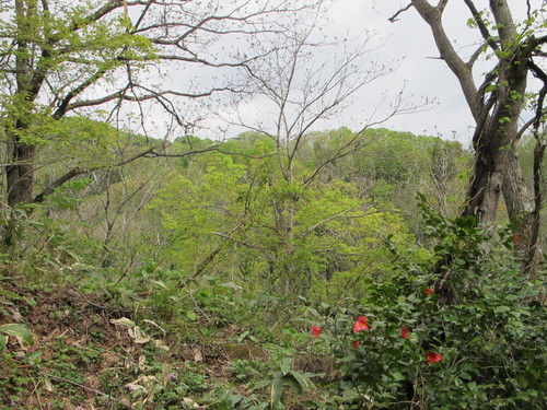 白川ダム湖畔の山道を散歩する　５月５日　（立夏　初候）　蛙始めて鳴く　・５_c0075701_1134812.jpg