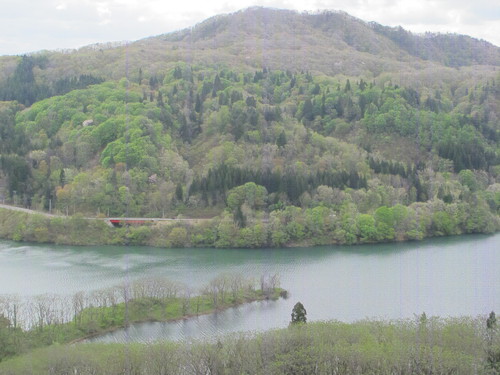 白川ダム湖畔の山道を散歩する　５月５日　（立夏　初候）　蛙始めて鳴く　・１１_c0075701_14334550.jpg