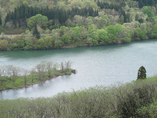 白川ダム湖畔の山道を散歩する　５月５日　（立夏　初候）　蛙始めて鳴く　・１１_c0075701_14335533.jpg