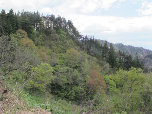 白川ダム湖畔の山道を散歩する　５月５日　（立夏　初候）　蛙始めて鳴く　・１２_c0075701_14423629.jpg