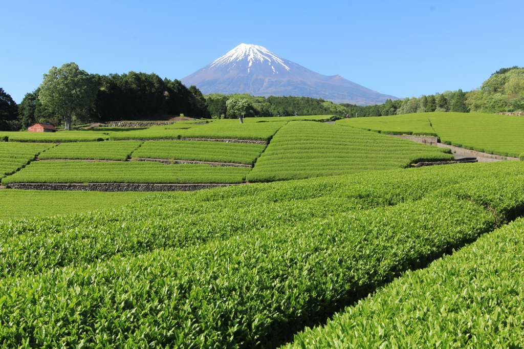 富士市大渕のお茶畑_a0188405_17581048.jpg