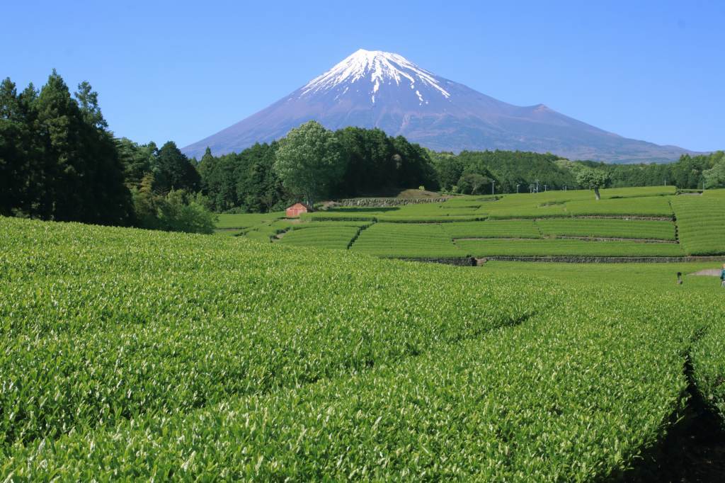 富士市大渕のお茶畑_a0188405_17590847.jpg