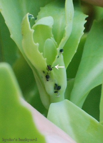 テントウムシ観察（卵の保護～１齢幼虫）_b0253205_05163838.jpg