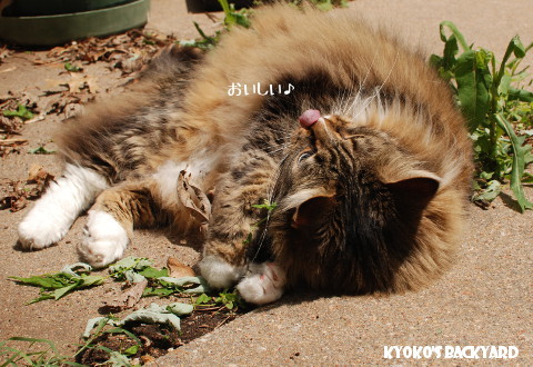 キャットニップをかじるBailey_b0253205_05493337.jpg
