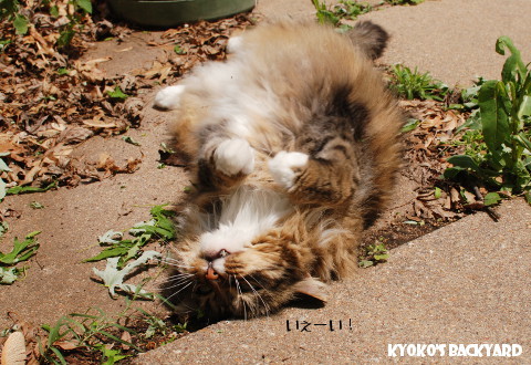 キャットニップをかじるBailey_b0253205_05503392.jpg