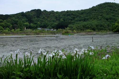 白カキツバタ_e0048413_16413983.jpg