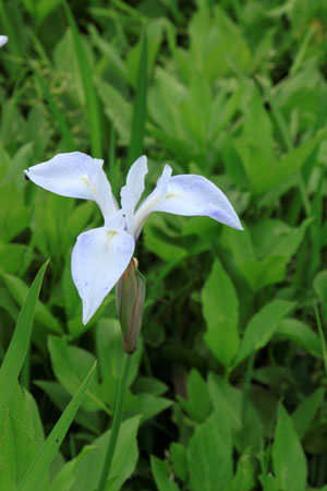 白カキツバタ_e0048413_16425830.jpg