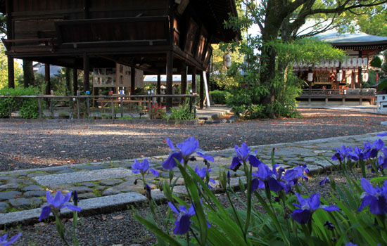 上御霊神社 イチハツ_e0048413_1795480.jpg