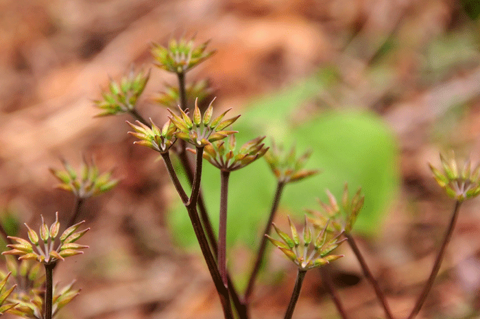 お花の追っかけ・・・・６　★～医療大学の裏山へーお花色々～★_d0345928_21525058.gif