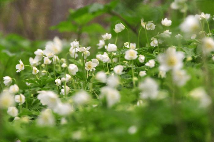 お花の追っかけ・・・・６　★～医療大学の裏山へーお花色々～★_d0345928_2156967.gif