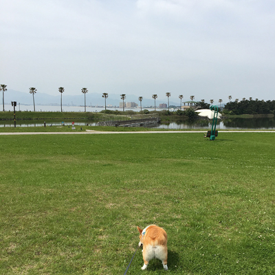 ひがしのドッグらん_f0035333_1051614.jpg