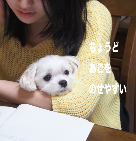 あごを乗せるココ ひざ上の犬ココ
