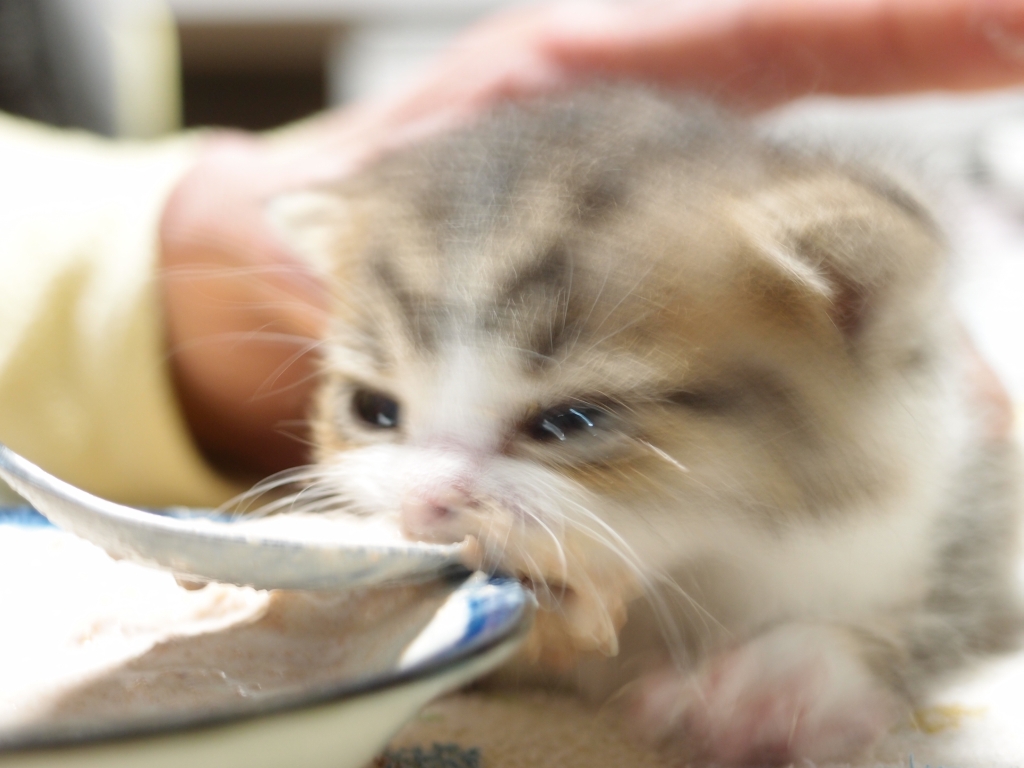 子猫の飯と俺の飯_c0243343_1757316.jpg