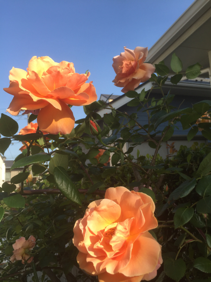 タカハシプランツの花たち_b0282346_08195971.jpg