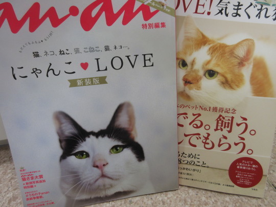 猫ちゃんブーム_e0339146_15364083.jpg
