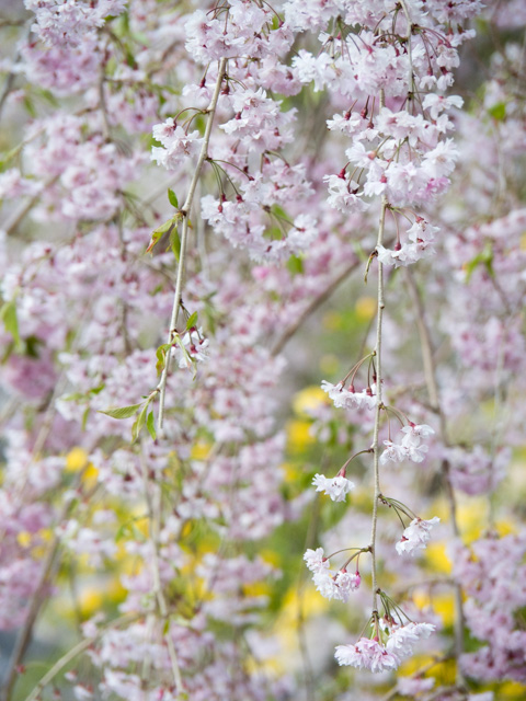 富士の麓の枝垂れ桜_a0257652_1310526.jpg