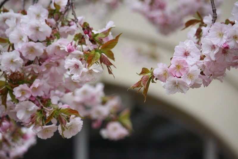 ２０１６　5月1日　函館公園の花見 ４_b0250154_19483074.jpg