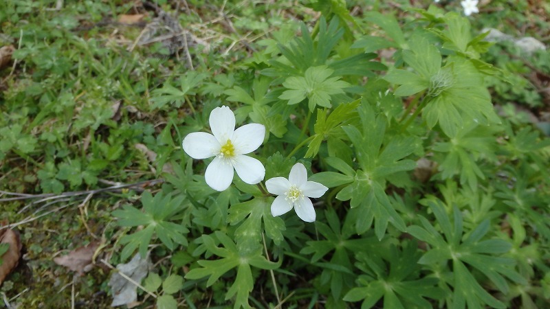 【鈴鹿／高室山】クルマ頼みで“持久自足”の山遊び_c0097754_14482433.jpg