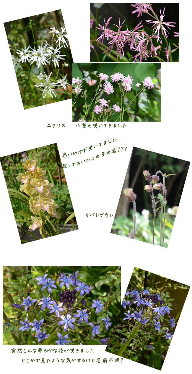 　　庭の花　　4月20日ごろ～5月初め_e0020954_18582234.jpg