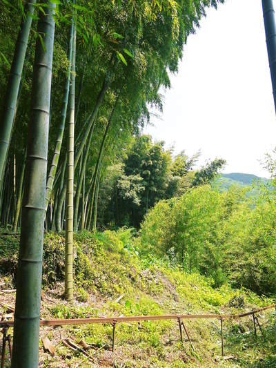 大人気!たけのこの王様『山竹たけのこ』 令和2年度先行予約受付スタートです‼_a0254656_1952173.jpg