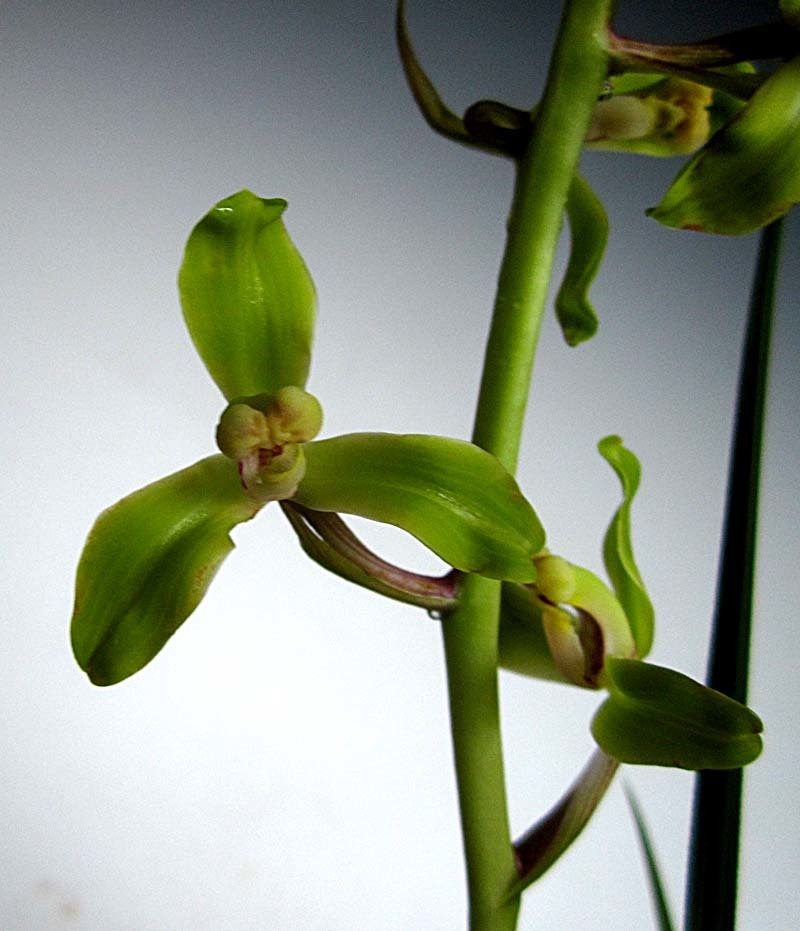 九華「翆桃咲き無名」　　　　　　　　　　　　　　　　　　　　No.1686_d0103457_00095639.jpg