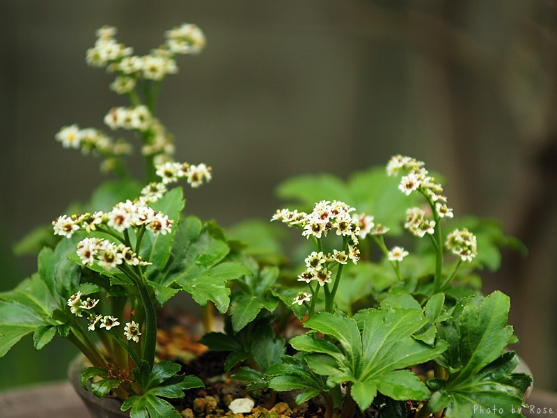 石化丹頂草 花ごよみ 山野草に魅せられて