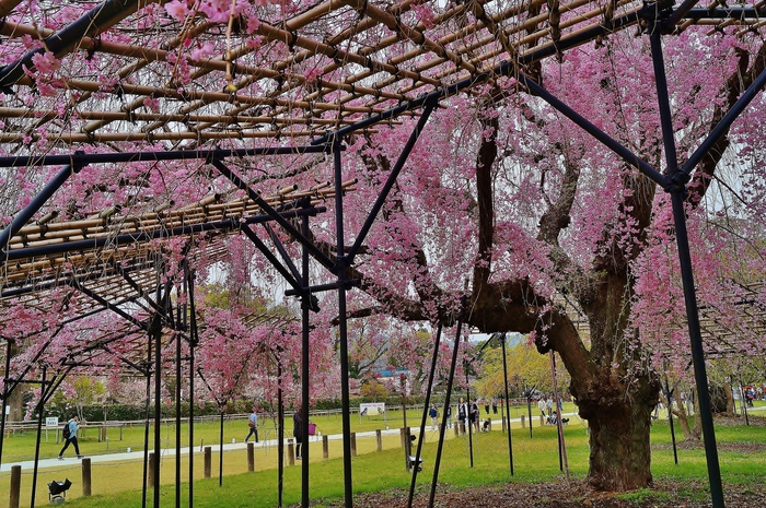 上賀茂神社の桜　～斎王桜～_b0063958_2036720.jpg