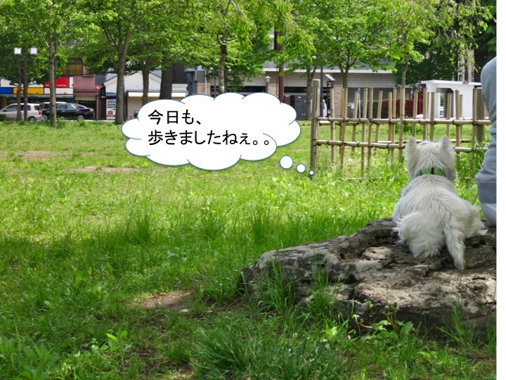 本日も超は付かないけど、長散歩_c0260460_16133184.jpg