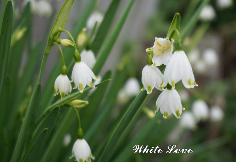 スノーフレーク White Love