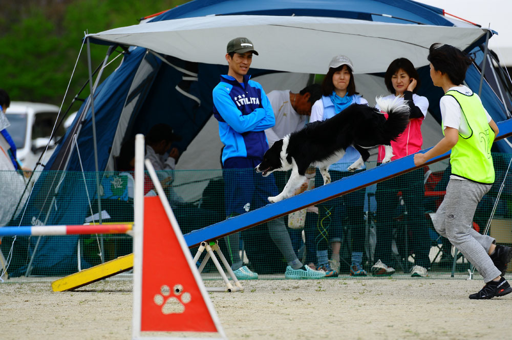 JKC福岡アペックスクラブアジリティー競技会 2016/4/16 #18_d0230464_14384828.jpg