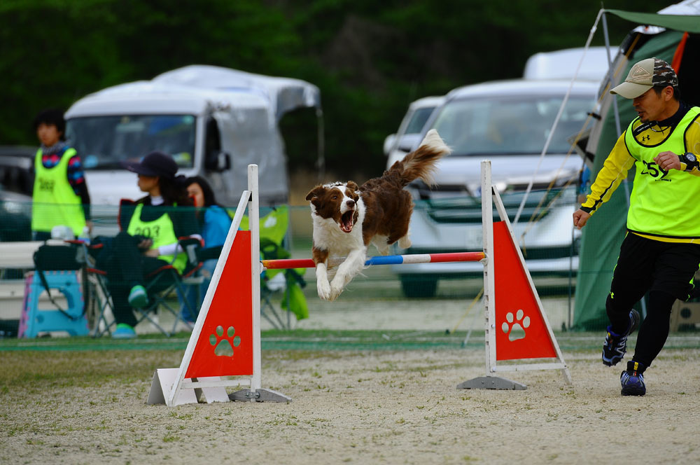 JKC福岡アペックスクラブアジリティー競技会 2016/4/16 #18_d0230464_14395334.jpg