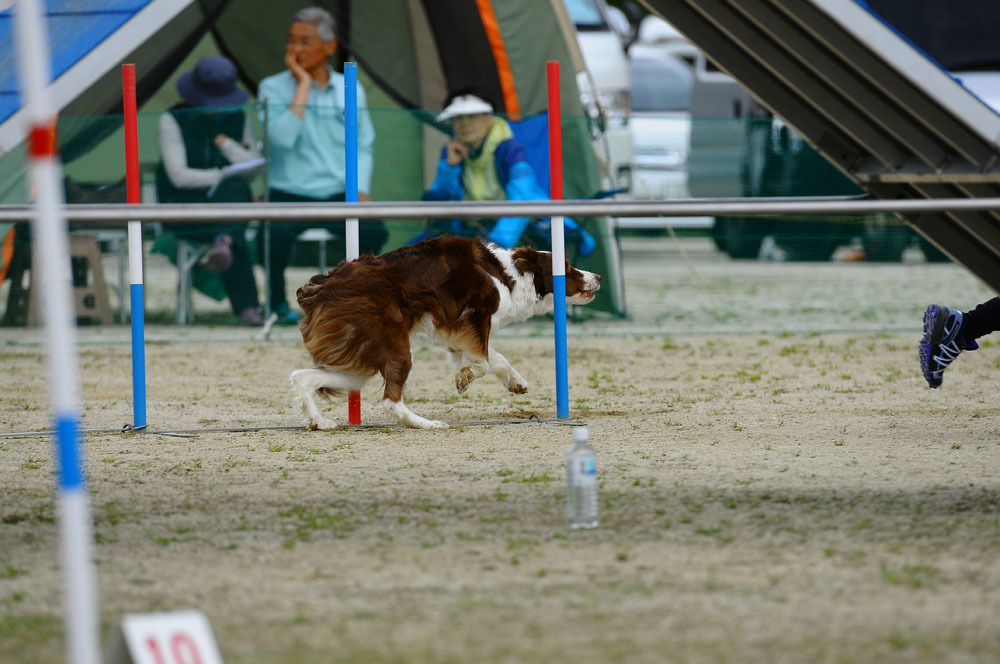 JKC福岡アペックスクラブアジリティー競技会 2016/4/16 #18_d0230464_14400090.jpg