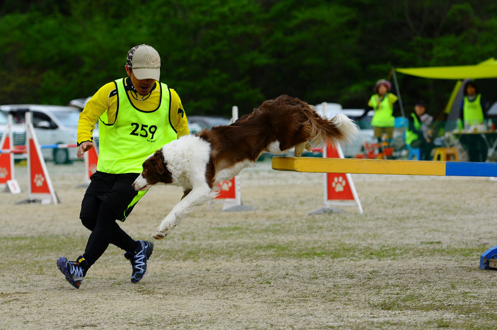 JKC福岡アペックスクラブアジリティー競技会 2016/4/16 #18_d0230464_14400563.jpg