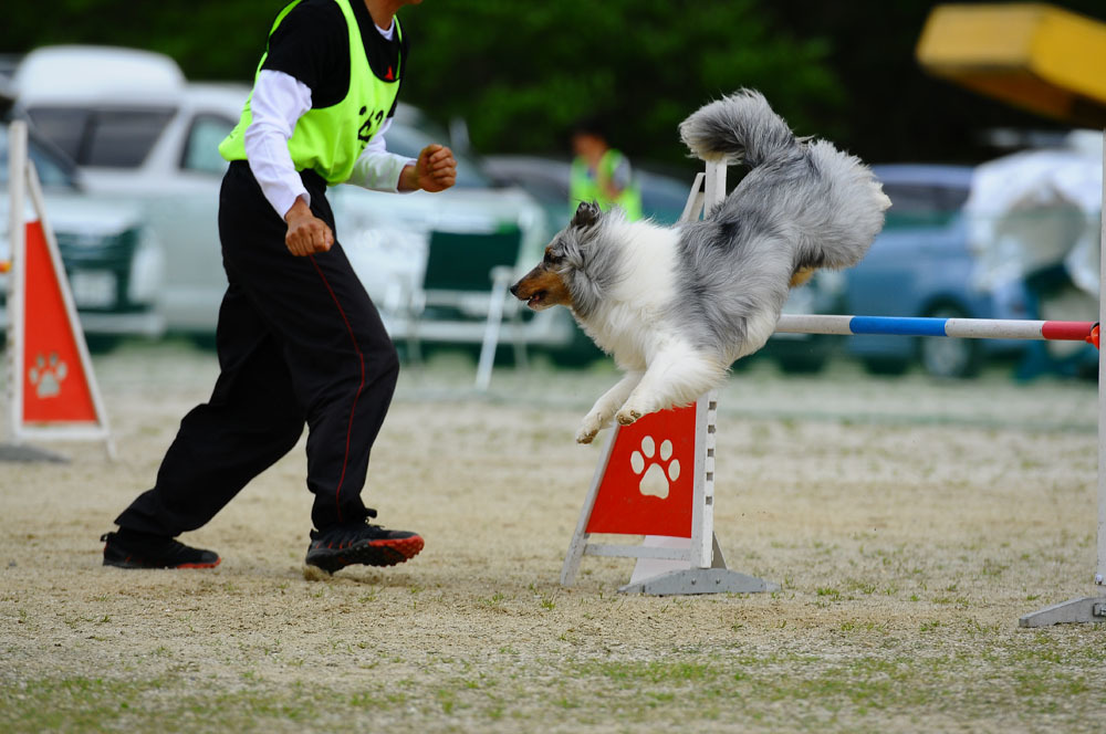 JKC福岡アペックスクラブアジリティー競技会 2016/4/16 #18_d0230464_14404783.jpg