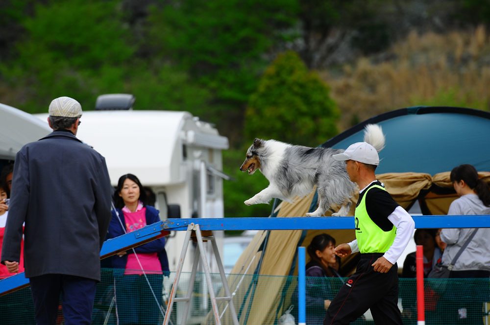 JKC福岡アペックスクラブアジリティー競技会 2016/4/16 #18_d0230464_14405395.jpg