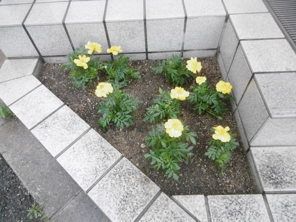 小さな花壇_f0205367_18541341.jpg