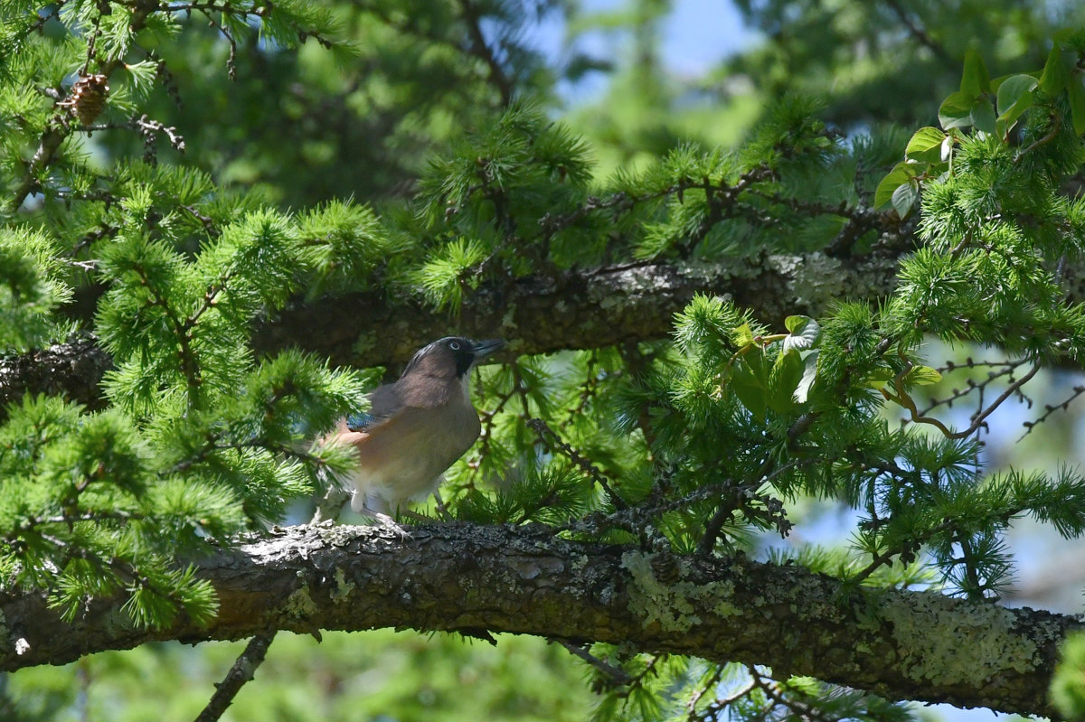 カケス サシバ_f0053272_8305727.jpg