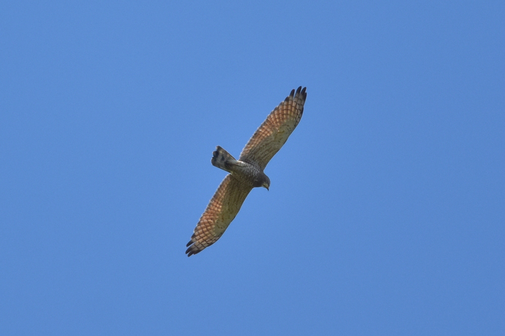 カケス サシバ_f0053272_9104091.jpg