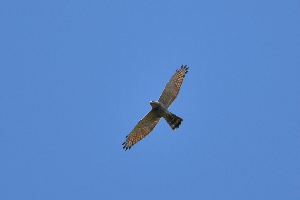 カケス サシバ_f0053272_911028.jpg