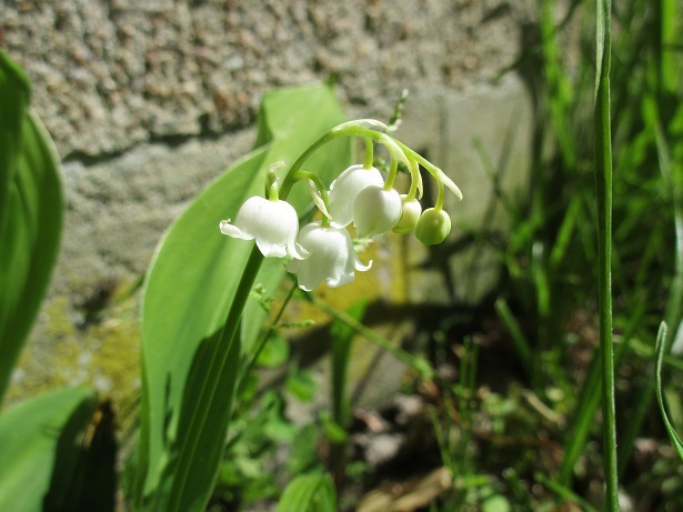 立夏の候の花たち_f0330072_19331181.jpg